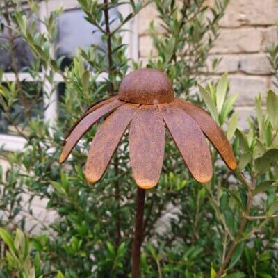 Echinacea (4ft)